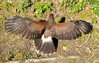 Thank you to Mark & Julie Bolding for these great photos of Samwise sunbathing during their Hawk Walk with us last May. Mark & Julie flew Frodo & Samwise with us and Samwise decided to make the most of the nice weather and top up his Vitamin D!