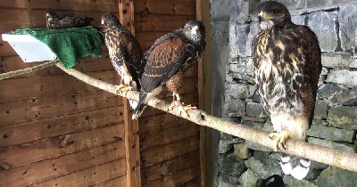 Hobbit babies at 3 months old!