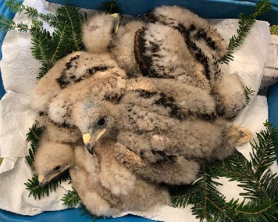 Here are the Hobbit babies! Bilbo, Frodo, Samwise & little Pippin.