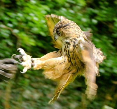 Wendy Hryniw somehow managed to capture this great photo of Dingle in flight, he looks really fast in this photo! I love how far forward he throws his feet before landing.