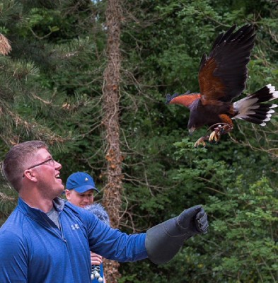 Thank you to Sherry Green for this great photo of her son, Michael, flying hawks with us last May, it is a really wonderful photo.