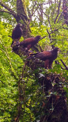 Our wonderful Falconer Joe took this great photo recently of Beckett, Swift & Joyce when he flew them with guests during a recent Hawk Walk. 