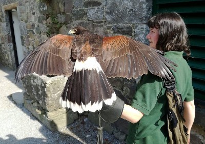For World Falconry Day 2018 (slogan - Women Falconers) here is Mary with beautiful Maya.