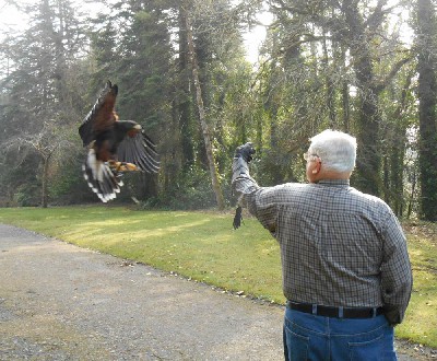 Milly coming in to land on Don Wilkinson as he flew her during his recent Hawk Walk with us. Deb Wilkinson captured this great landing moment.
