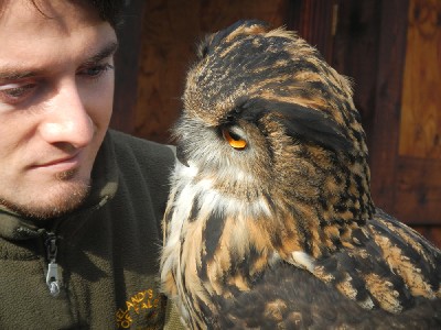 I love this wonderfully expressive photo of Joe with Dingle. Thank you to Kathleen & Rebecca for sending this great photo. Rebecca & Kathleen flew Stoker & Maya with us during their recent Hawk Walk.