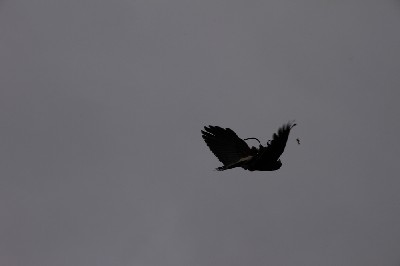 Sonora turned fully upside-down to catch a food reward that we have thrown up into the air for her to catch.